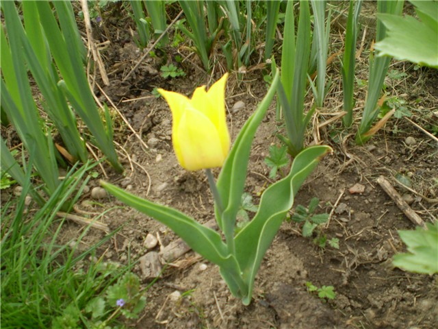 tulipan